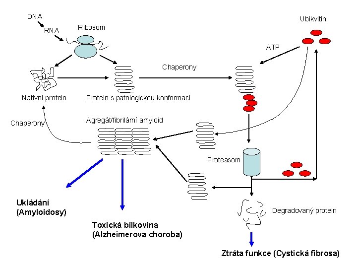 DNA Ubikvitin RNA Ribosom ATP Chaperony Nativní protein Chaperony Protein s patologickou konformací Agregát/fibrilární