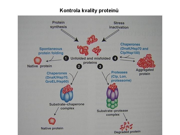 Kontrola kvality proteinů 