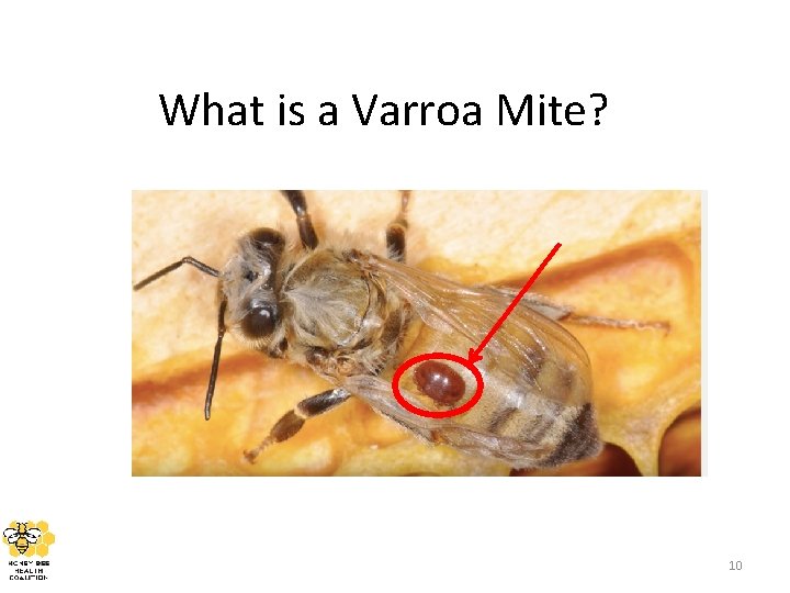 What is a Varroa Mite? 10 