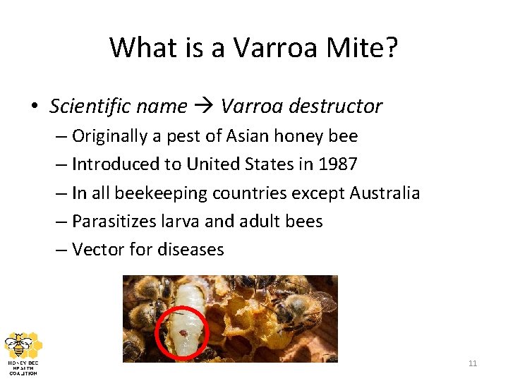 What is a Varroa Mite? • Scientific name Varroa destructor – Originally a pest