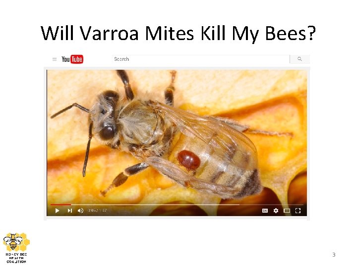Will Varroa Mites Kill My Bees? 3 