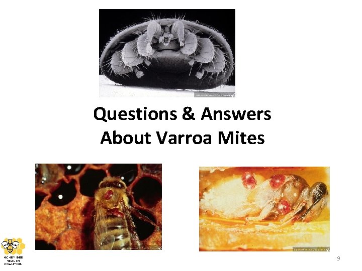 Questions & Answers About Varroa Mites 9 