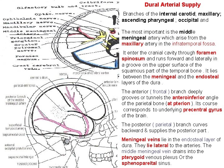 Dural Arterial Supply Branches of the internal carotid; maxillary; ascending pharyngeal ; occipital and