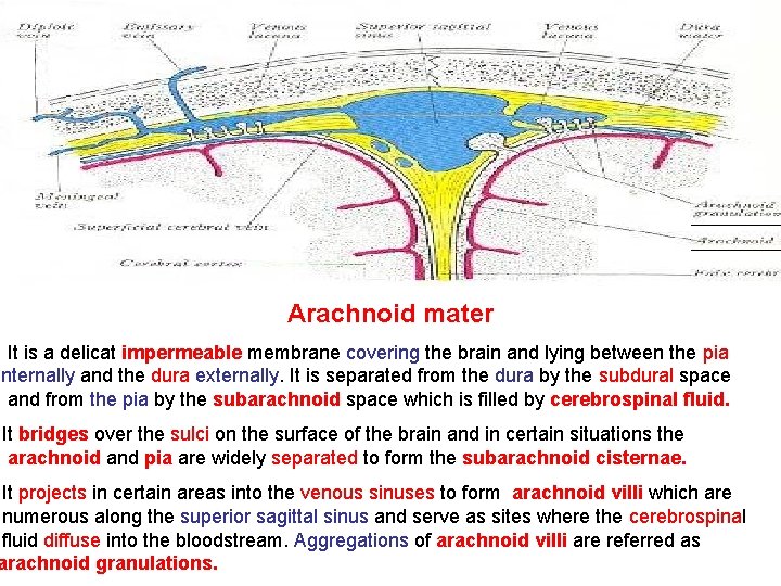 Arachnoid mater It is a delicat impermeable membrane covering the brain and lying between