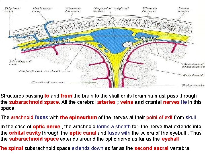 Structures passing to and from the brain to the skull or its foramina must