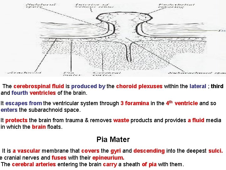 The cerebrospinal fluid is produced by the choroid plexuses within the lateral ; third