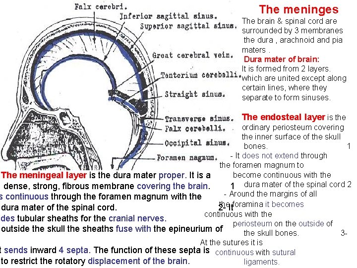 The meninges The brain & spinal cord are surrounded by 3 membranes the dura