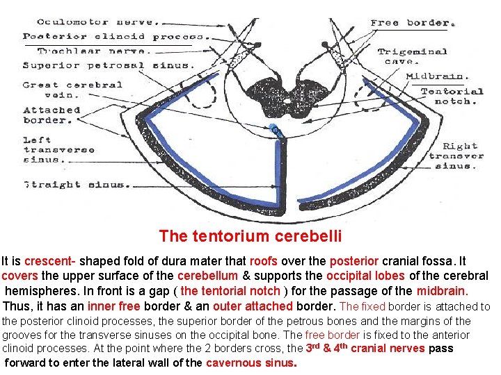 The tentorium cerebelli It is crescent- shaped fold of dura mater that roofs over
