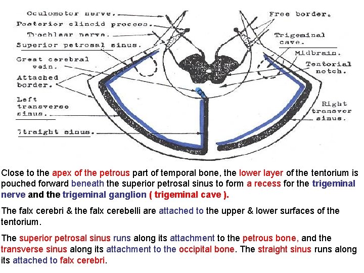Close to the apex of the petrous part of temporal bone, the lower layer