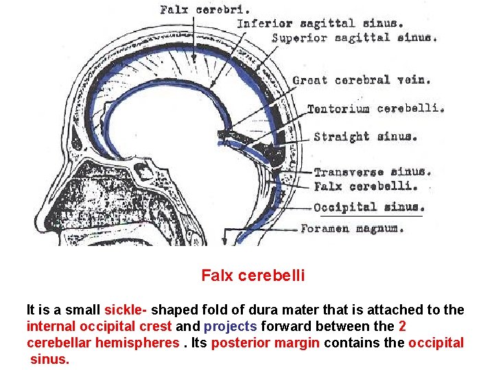 Falx cerebelli It is a small sickle- shaped fold of dura mater that is