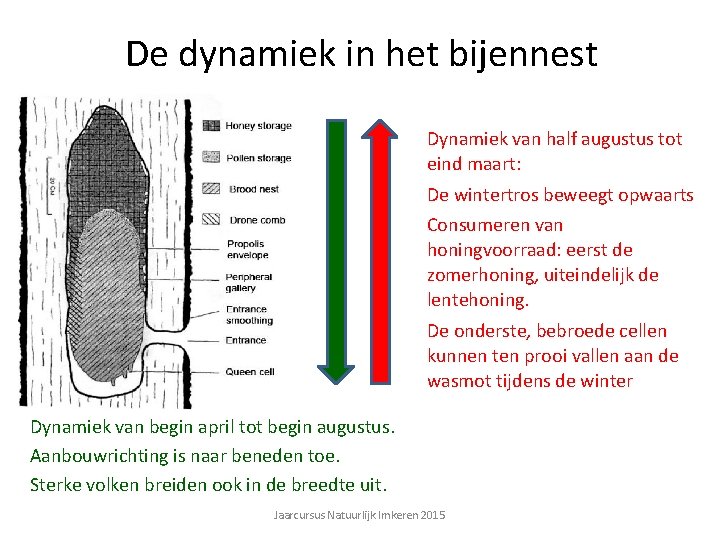 De dynamiek in het bijennest Dynamiek van half augustus tot eind maart: De wintertros