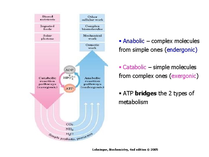 § Anabolic – complex molecules from simple ones (endergonic) § Catabolic – simple molecules