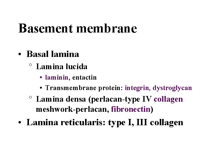 Basement membrane • Basal lamina ° Lamina lucida • laminin, entactin • Transmembrane protein: