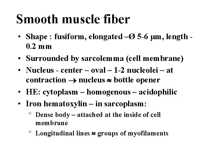 Smooth muscle fiber • Shape : fusiform, elongated –Ø 5 -6 μm, length 0.