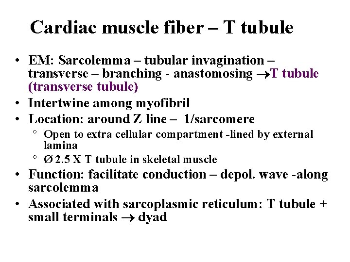 Cardiac muscle fiber – T tubule • EM: Sarcolemma – tubular invagination – transverse