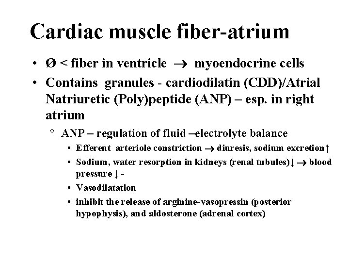 Cardiac muscle fiber-atrium • Ø < fiber in ventricle myoendocrine cells • Contains granules