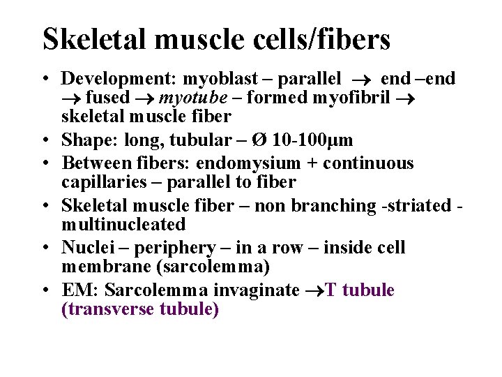 Skeletal muscle cells/fibers • Development: myoblast – parallel end –end fused myotube – formed