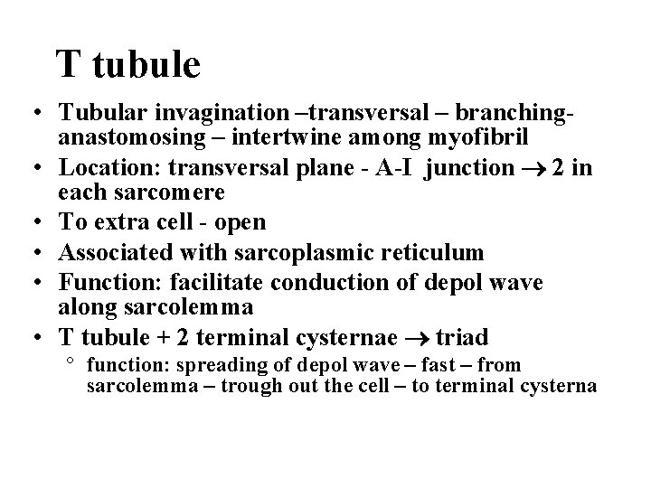 T tubule • Tubular invagination –transversal – branchinganastomosing – intertwine among myofibril • Location: