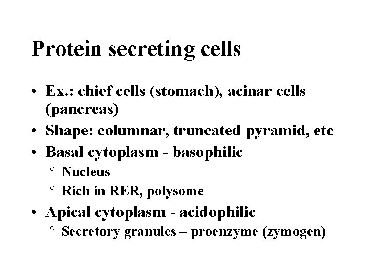 Protein secreting cells • Ex. : chief cells (stomach), acinar cells (pancreas) • Shape: