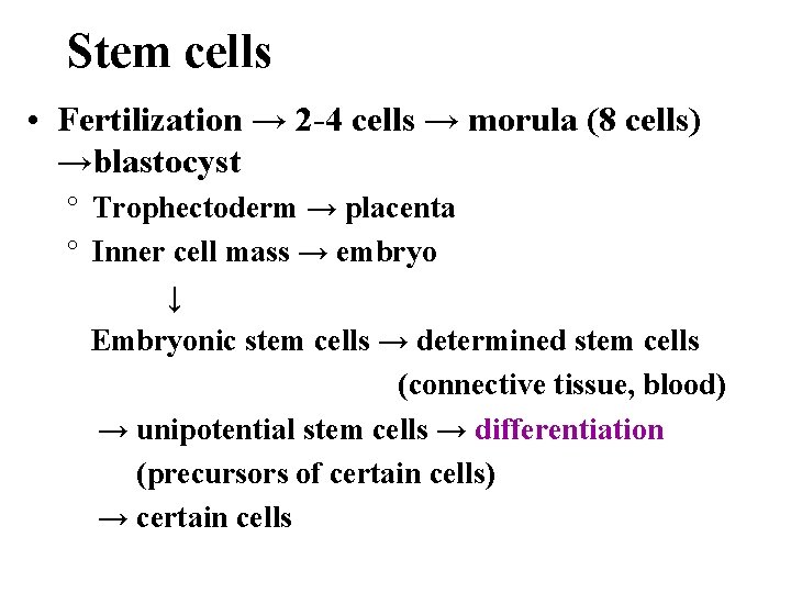 Stem cells • Fertilization → 2 -4 cells → morula (8 cells) →blastocyst °