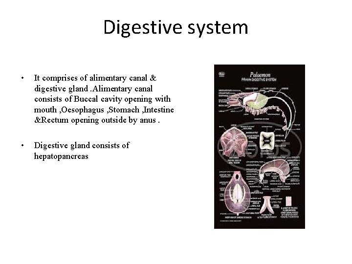 Digestive system • It comprises of alimentary canal & digestive gland. Alimentary canal consists