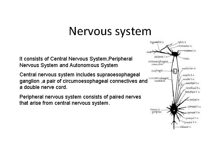 Nervous system It consists of Central Nervous System, Peripheral Nervous System and Autonomous System
