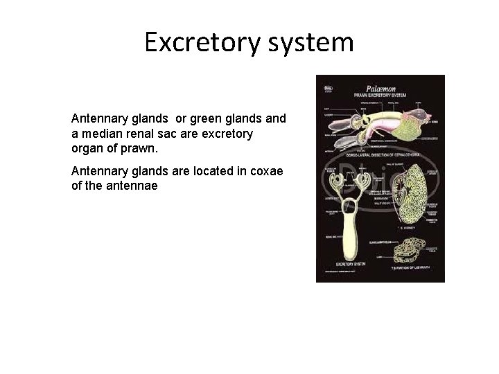Excretory system Antennary glands or green glands and a median renal sac are excretory