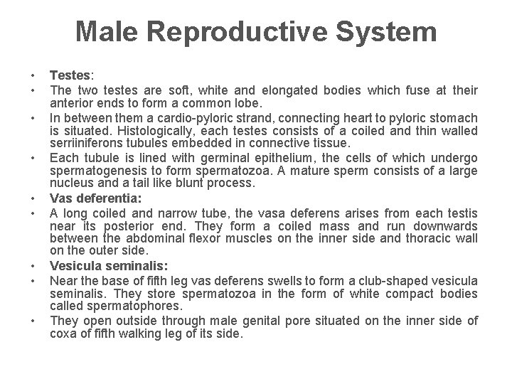 Male Reproductive System • • • Testes: The two testes are soft, white and