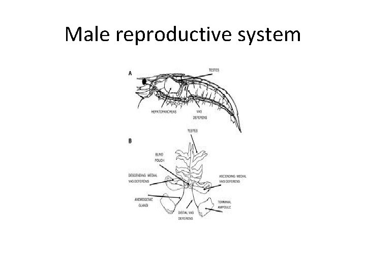 Male reproductive system 