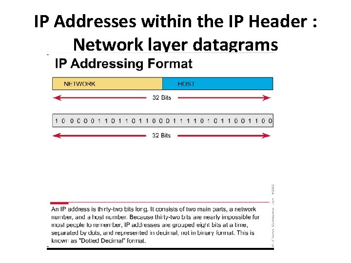 IP Addresses within the IP Header : Network layer datagrams 