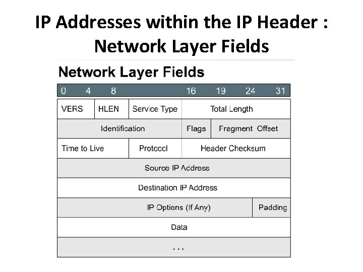 IP Addresses within the IP Header : Network Layer Fields 