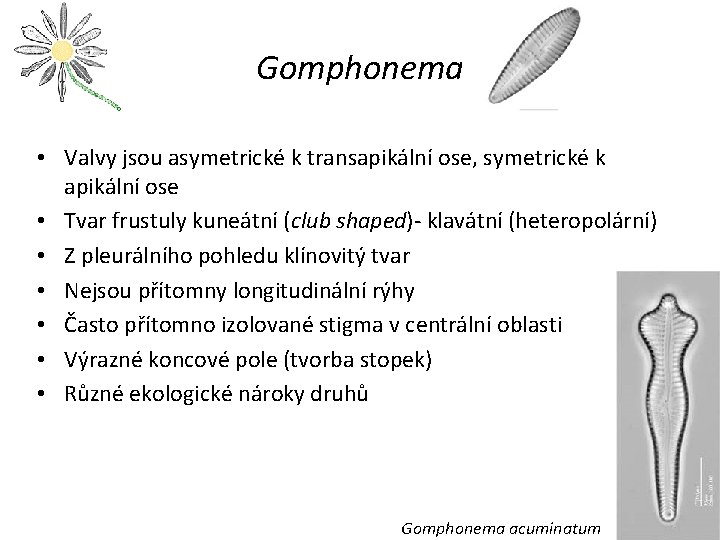Gomphonema • Valvy jsou asymetrické k transapikální ose, symetrické k apikální ose • Tvar