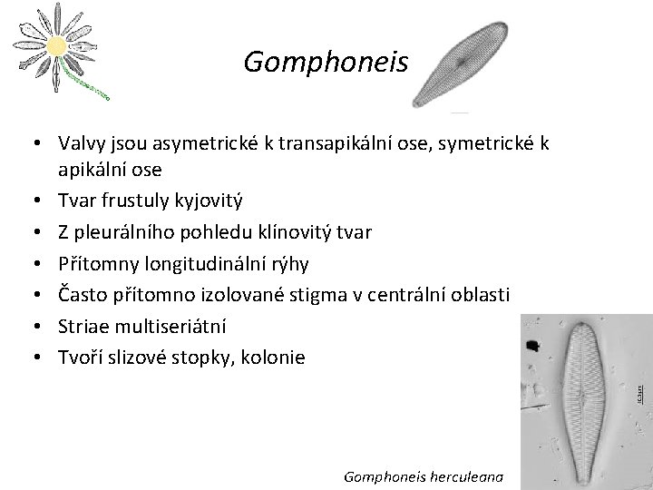 Gomphoneis • Valvy jsou asymetrické k transapikální ose, symetrické k apikální ose • Tvar