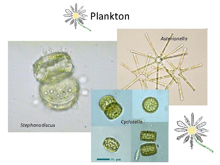 Plankton Asterionella Stephanodiscus Cyclotella 