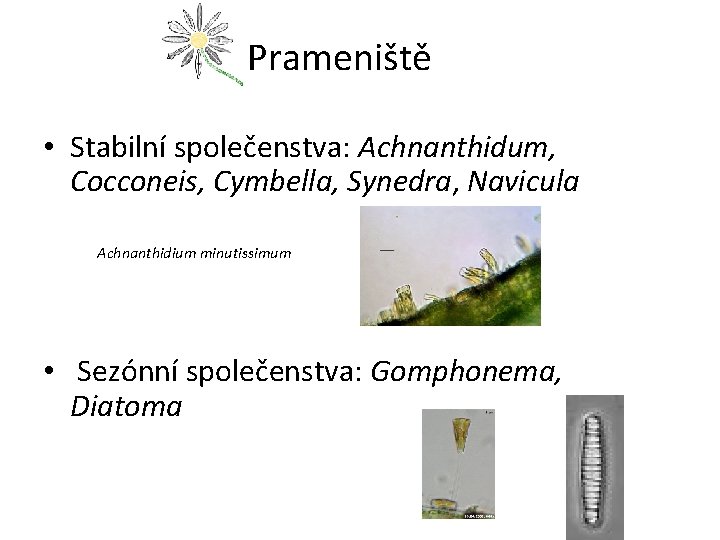 Prameniště • Stabilní společenstva: Achnanthidum, Cocconeis, Cymbella, Synedra, Navicula Achnanthidium minutissimum • Sezónní společenstva: