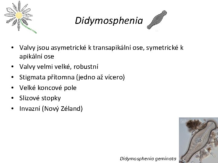 Didymosphenia • Valvy jsou asymetrické k transapikální ose, symetrické k apikální ose • Valvy