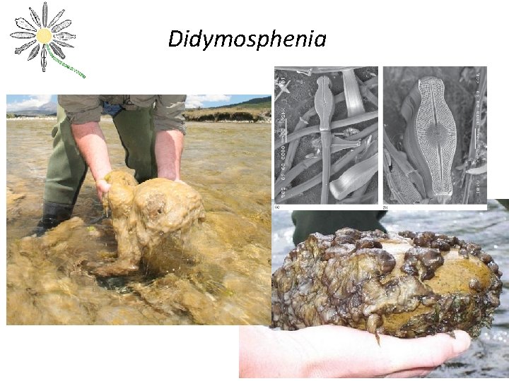 Didymosphenia 