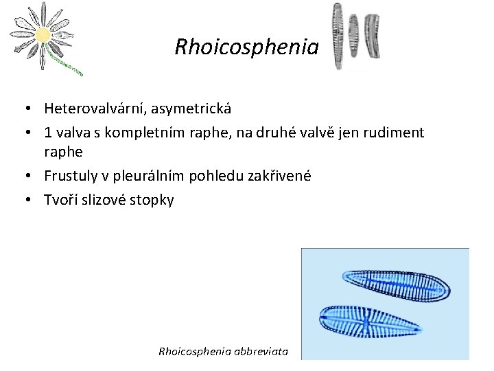 Rhoicosphenia • Heterovalvární, asymetrická • 1 valva s kompletním raphe, na druhé valvě jen