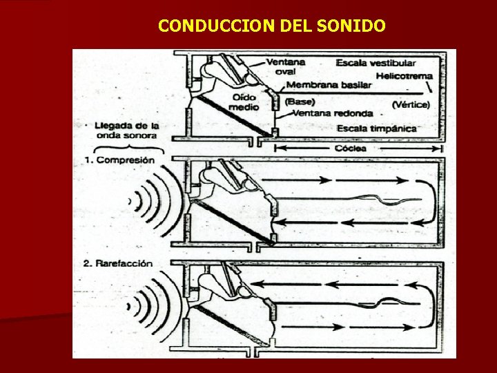 CONDUCCION DEL SONIDO 