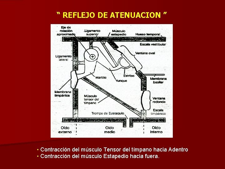 “ REFLEJO DE ATENUACION ” • Contracción del músculo Tensor del tímpano hacia Adentro
