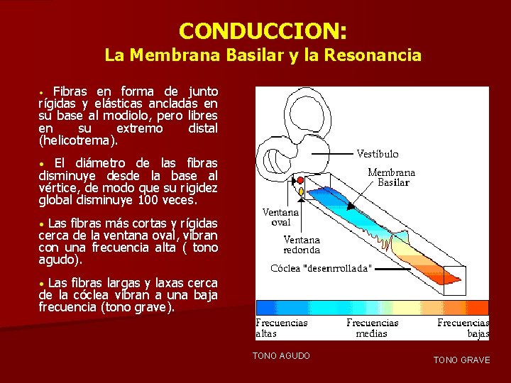 CONDUCCION: La Membrana Basilar y la Resonancia Fibras en forma de junto rígidas y