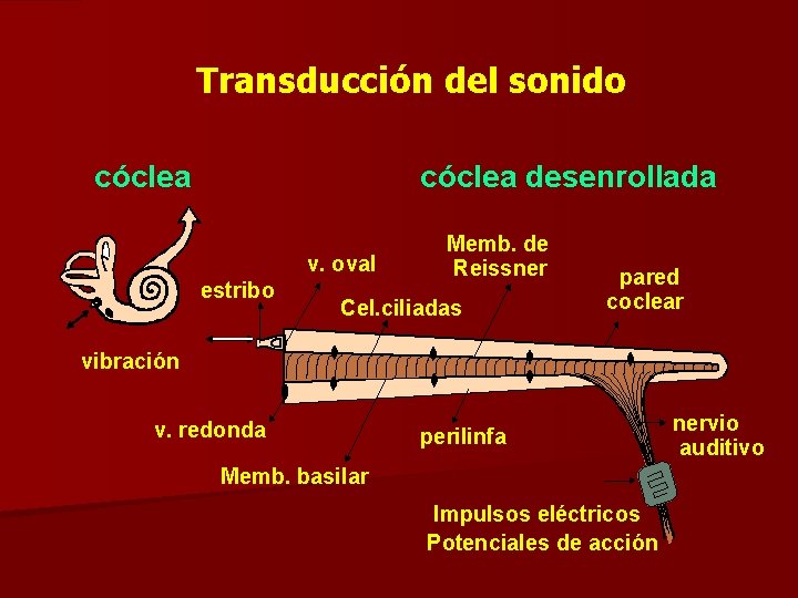 Transducción del sonido cóclea desenrollada v. oval estribo Memb. de Reissner Cel. ciliadas pared