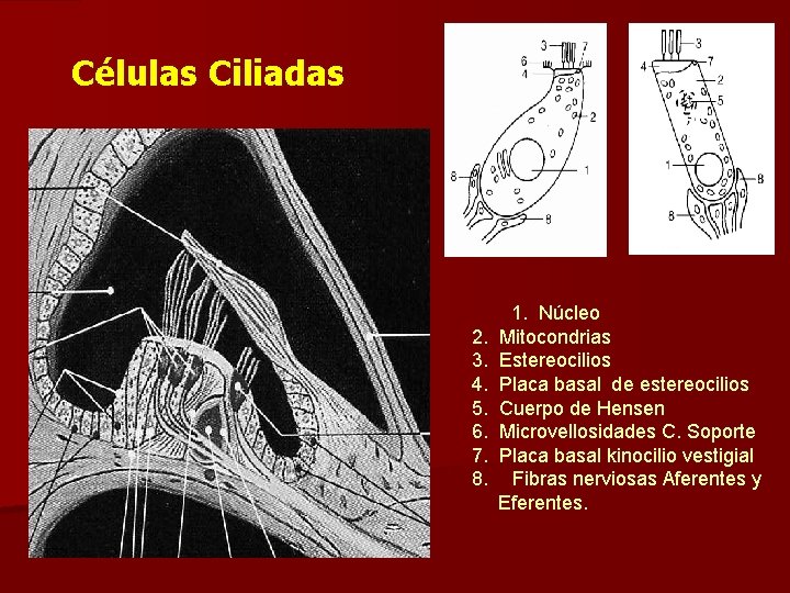 Células Ciliadas Figura q 2. 3. 4. 5. 6. 7. 8. 1. Núcleo Mitocondrias
