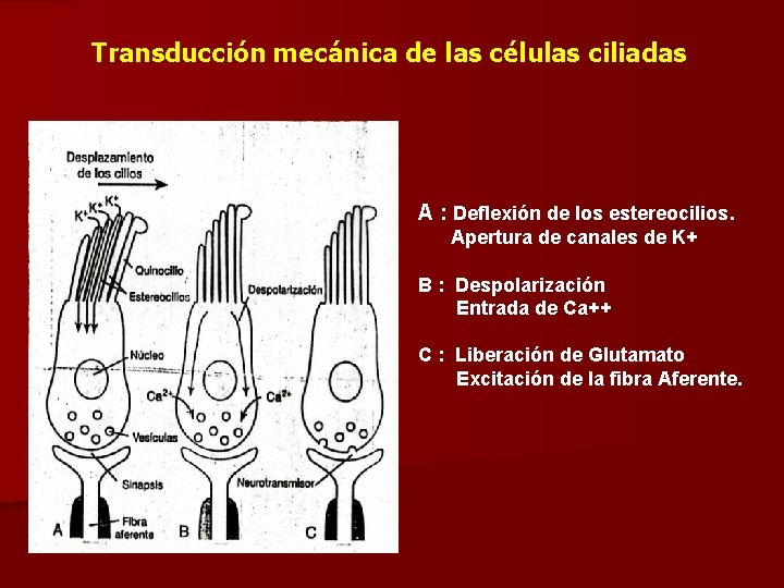 Transducción mecánica de las células ciliadas A : Deflexión de los estereocilios. Apertura de