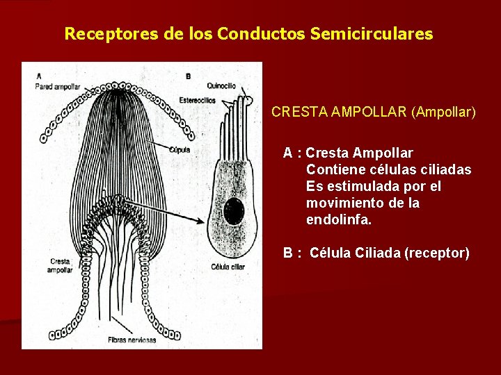 Receptores de los Conductos Semicirculares CRESTA AMPOLLAR (Ampollar) A : Cresta Ampollar Contiene células
