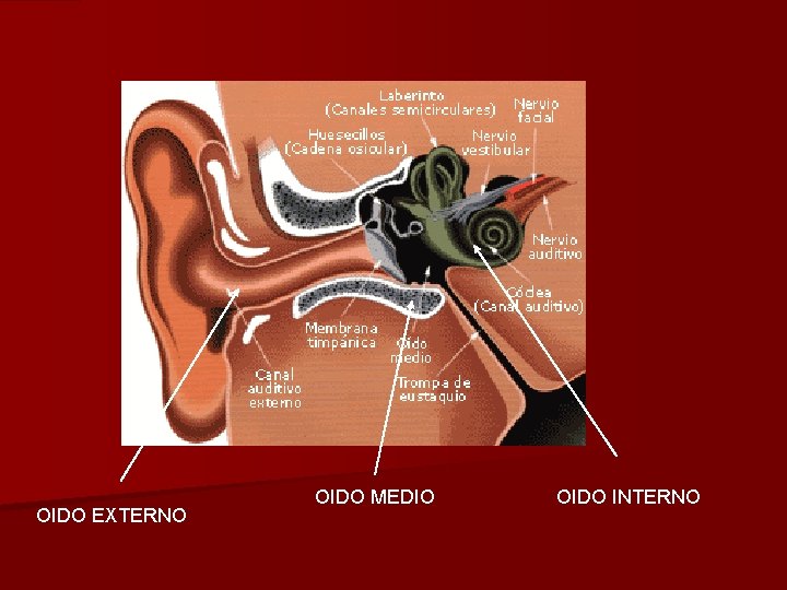 OIDO EXTERNO OIDO MEDIO OIDO INTERNO 