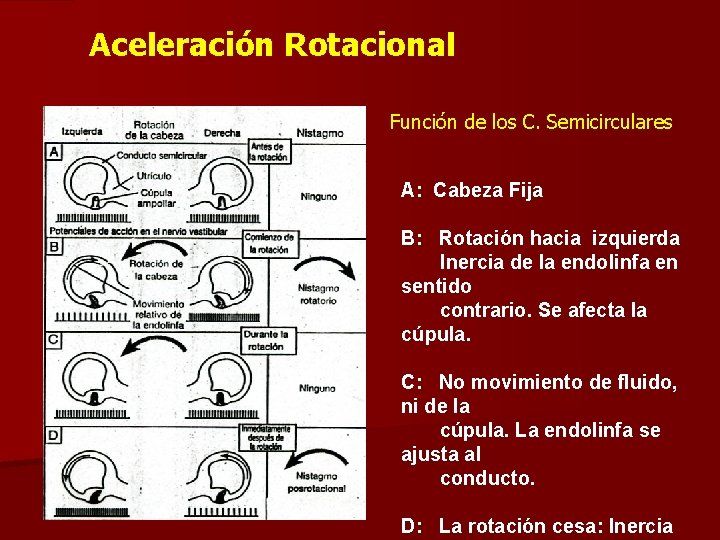 Aceleración Rotacional Función de los C. Semicirculares A: Cabeza Fija B: Rotación hacia izquierda