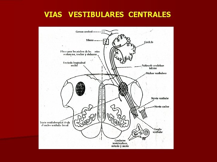 VIAS VESTIBULARES CENTRALES 
