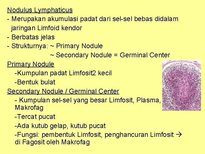 Nodulus Lymphaticus - Merupakan akumulasi padat dari sel-sel bebas didalam jaringan Limfoid kendor -