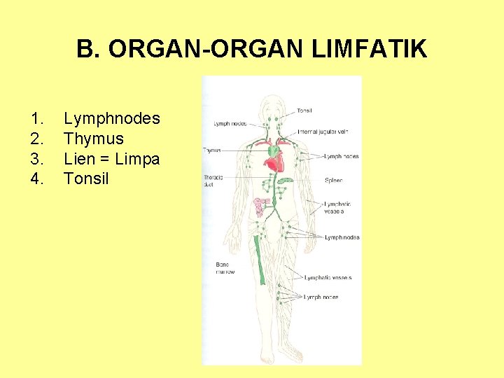 B. ORGAN-ORGAN LIMFATIK 1. 2. 3. 4. Lymphnodes Thymus Lien = Limpa Tonsil 